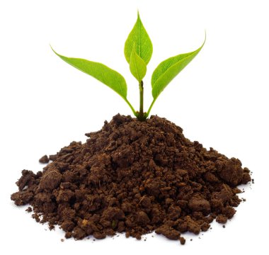 Siyah toprakta küçük filiz.