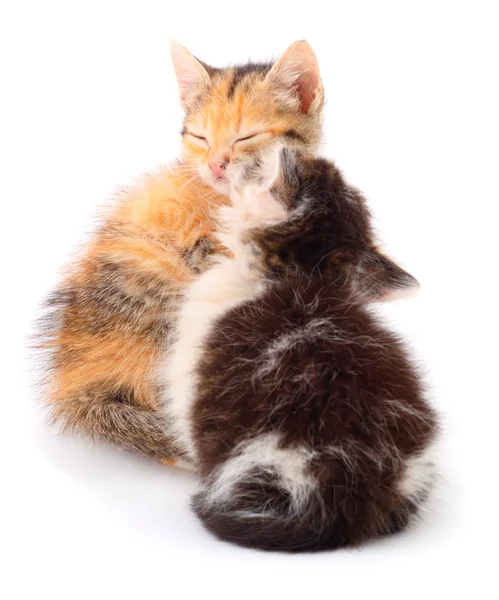 Two small kittens isolated. — Stock Photo, Image