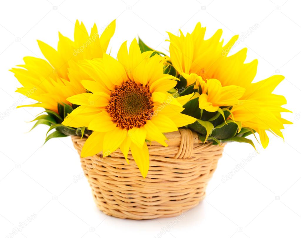 Group of yellow bright beautiful sunflower flowers in basket.