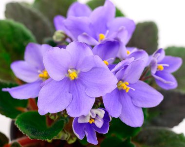 Menekşe güzel çiçekler, arka plan.