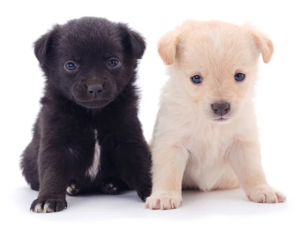 Dois cachorrinhos pequenos . — Fotografia de Stock
