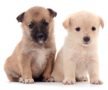 iki küçük yavrusu.