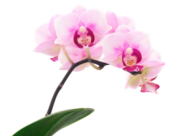 Bellissimo fiore di orchidea rosa sul gambo . — Foto Stock