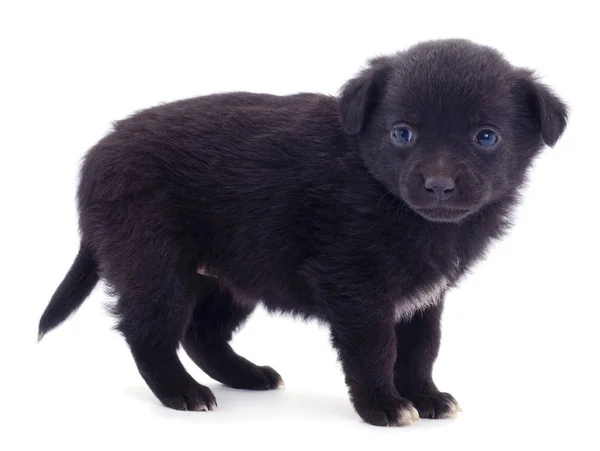 Um cachorrinhos pretos . — Fotografia de Stock