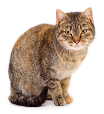 Kahverengi ev kedisi.