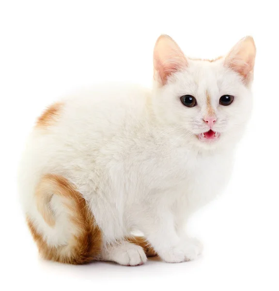 Μικρό άσπρο γατάκι. — Φωτογραφία Αρχείου