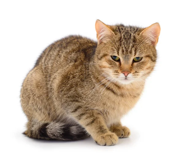 Hermosa Casa Marrón Gato Sobre Fondo Blanco — Foto de Stock