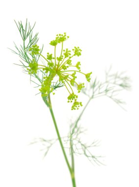 Beyaz arka planda izole edilmiş taze yeşil dereotu yapraklarının yakın plan görüntüsü..