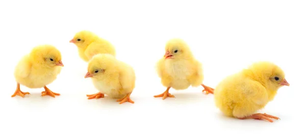 Pět Žlutých Kuřat Čtyři Žluté Kuřata Bílém Pozadí — Stock fotografie