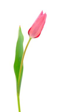 Kırmızı laleler beyaz arkaplanda izole edilmiş..