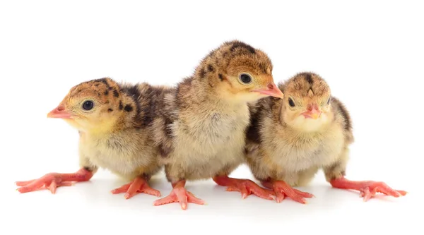 Tres Pájaros Pavo Bebé Aislados Sobre Fondo Blanco —  Fotos de Stock