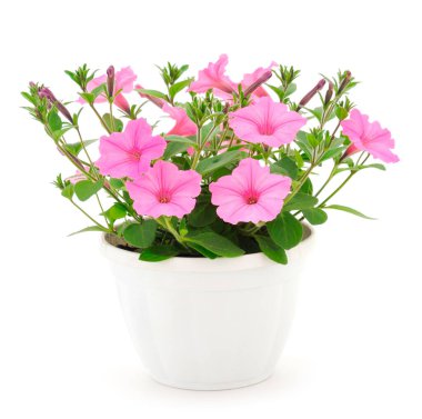 Beyaz bir arka planda izole bir tencerede duran bir buket çiçek sülfinisi.. 