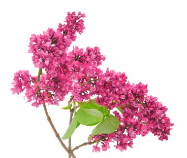 Beyaz arka planda izole edilmiş mor leylak dalları.