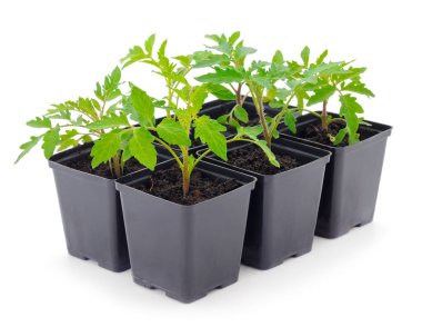 Beyaz arka planda izole edilmiş plastik kapta domates tohumları.