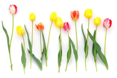 Beyaz arka planda renkli lale demeti. Bahar arkaplanı. 