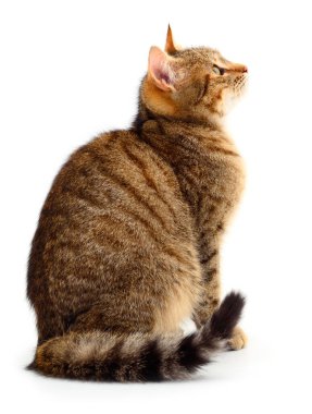 Beyaz arka planda güzel kahverengi ev kedisi.