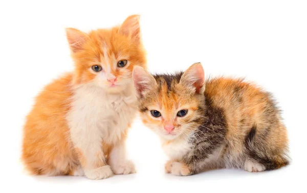 Dois Pequenos Gatinhos Isolados Fundo Branco — Fotografia de Stock