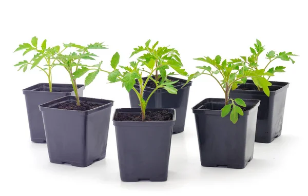 Mudas Tomate Vaso Plástico Isolado Sobre Fundo Branco — Fotografia de Stock