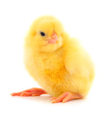 Beyaz arka planda izole edilmiş şirin küçük tavuk..