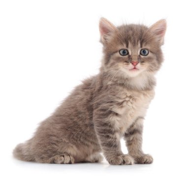 Beyaz arka planda küçük gri kedi yavrusu.