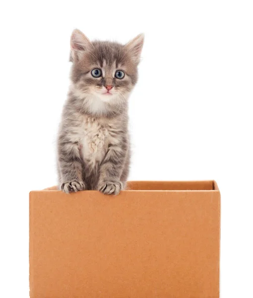 Маленькая Кошка Картонной Коробке Белом Фоне — стоковое фото