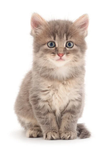 Pequeño Gatito Gris Sobre Fondo Blanco —  Fotos de Stock