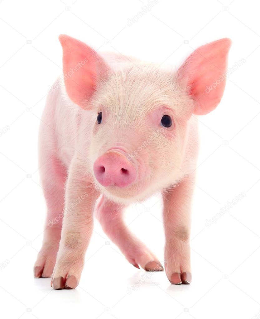 Small pink pig who is isolated on white background.