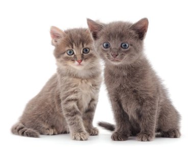 Beyaz arka planda iki küçük gri kedi yavrusu.