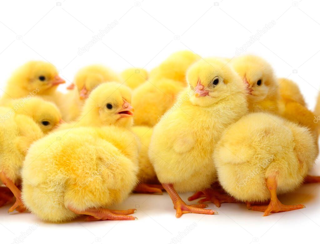 Group of little chickens. Group yellow chickens on a white background.