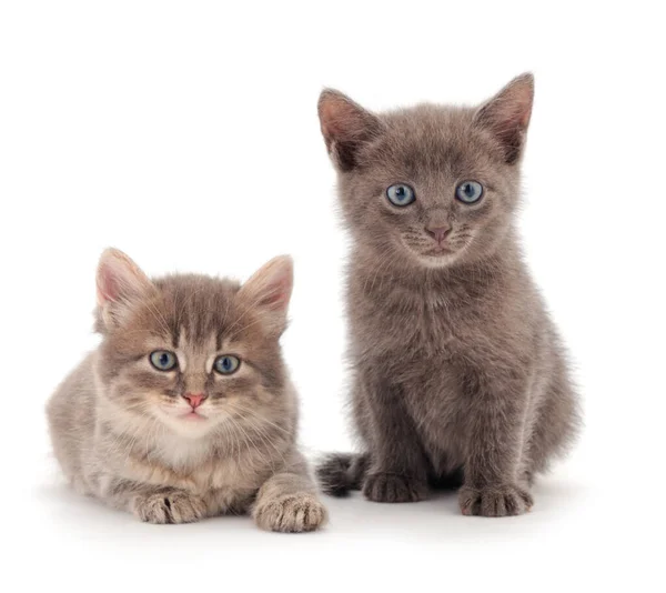 Два Маленьких Серых Котенка Белом Фоне — стоковое фото