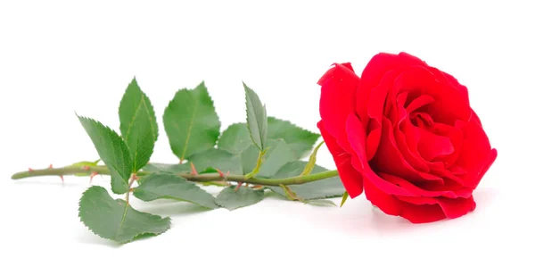 Vermelho Belas Rosas Isoladas Fundo Branco — Fotografia de Stock