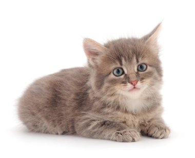 Beyaz arka planda küçük gri kedi yavrusu.