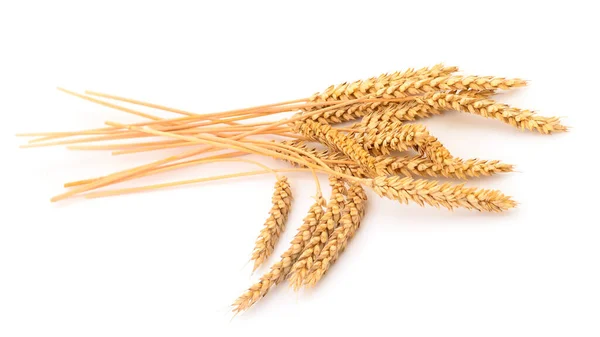 Zralé Uši Pšenice Izolované Bílém Pozadí — Stock fotografie