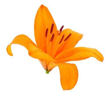 Beyaz arka planda izole edilmiş sarı zambak..