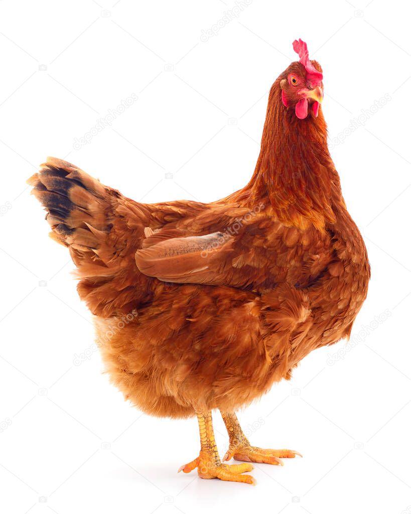 Young brown hen isolated on white background.