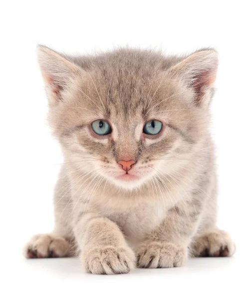 Een Klein Grijs Katje Een Witte Achtergrond — Stockfoto