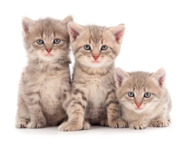 白い背景に3匹の小さな灰色の子猫 — ストック写真