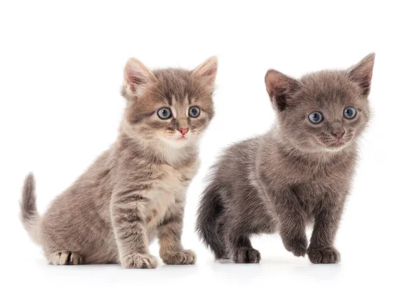 Two Small Gray Kitten White Background — Stock Photo, Image