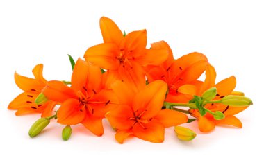 Beyaz arka planda izole edilmiş turuncu zambak buketi.