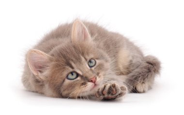 Beyaz arka planda yatan küçük gri kedi yavrusu.