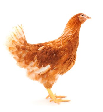 Genç kahverengi tavuk beyaz arka planda izole edildi.