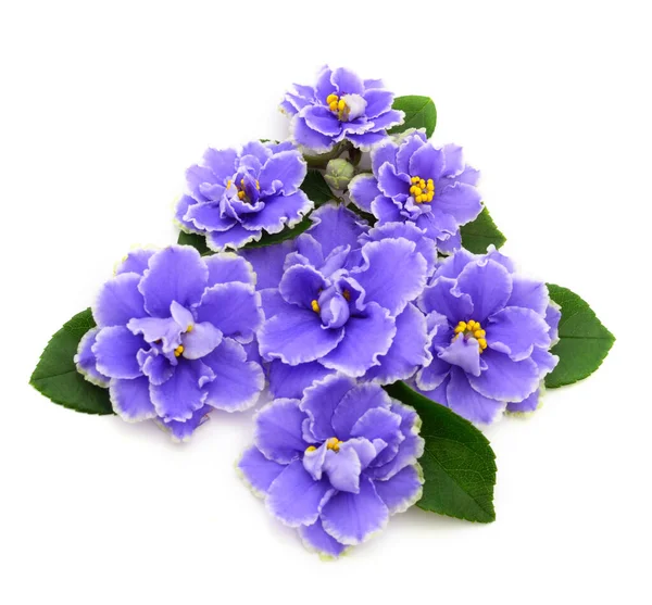 Saintpaulia Violetas Africanas Isoladas Sobre Fundo Branco — Fotografia de Stock