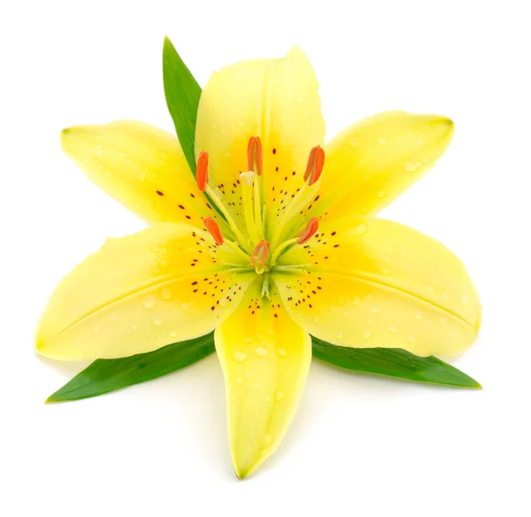 One Yellow Lily Isolated White Background — Stock Photo, Image