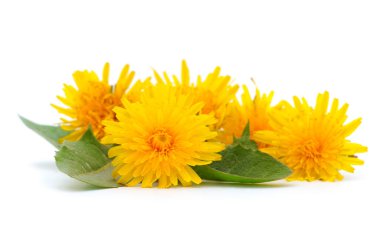 Beyaz arkaplanda yaprakları olan bir grup karahindiba. 