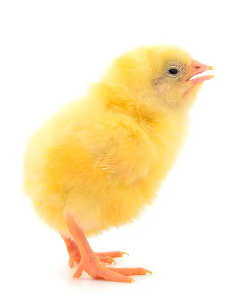 白い背景に隔離されたかわいい鶏 — ストック写真