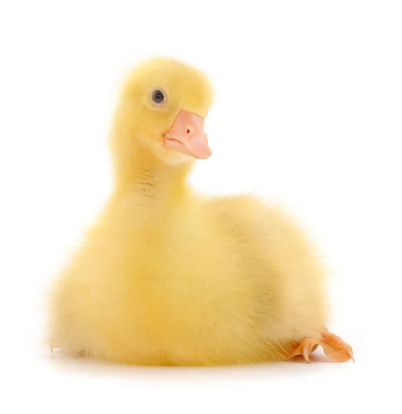 One Little Gosling Isolated White Background — Stock Photo, Image