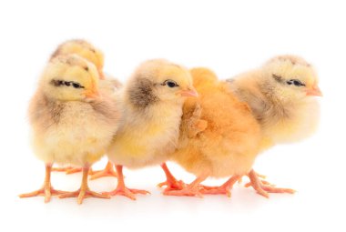 Beş sarı tavuk. Beyaz arka planda dört sarı tavuk.