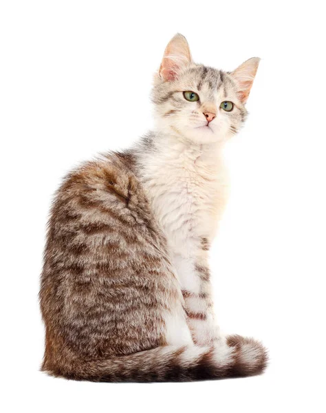 Small Gray Kitten White Background — Stock Photo, Image