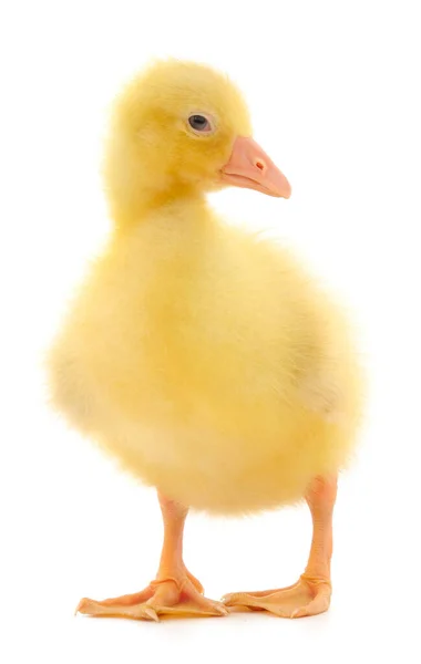 One Little Gosling Isolated White Background — Stock Photo, Image