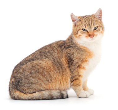 Beyaz arka planda güzel kahverengi ev kedisi.